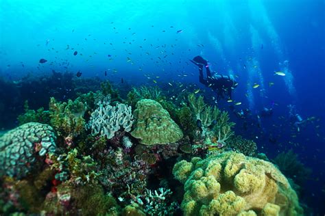 snorkeling in cebu|THE 5 BEST Cebu City Scuba Diving & Snorkeling .
